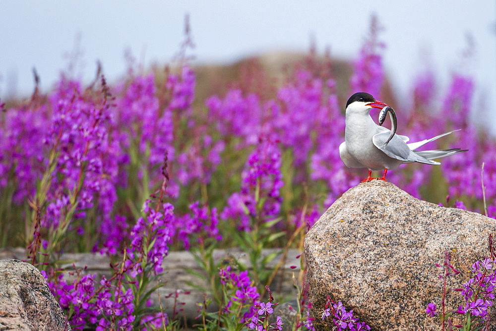 Arctic Tern holding fish near fireweed, Hudson Bay Canada