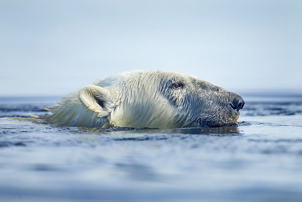 Portrait of Polar Bear swimming, Hudson Bay Canada