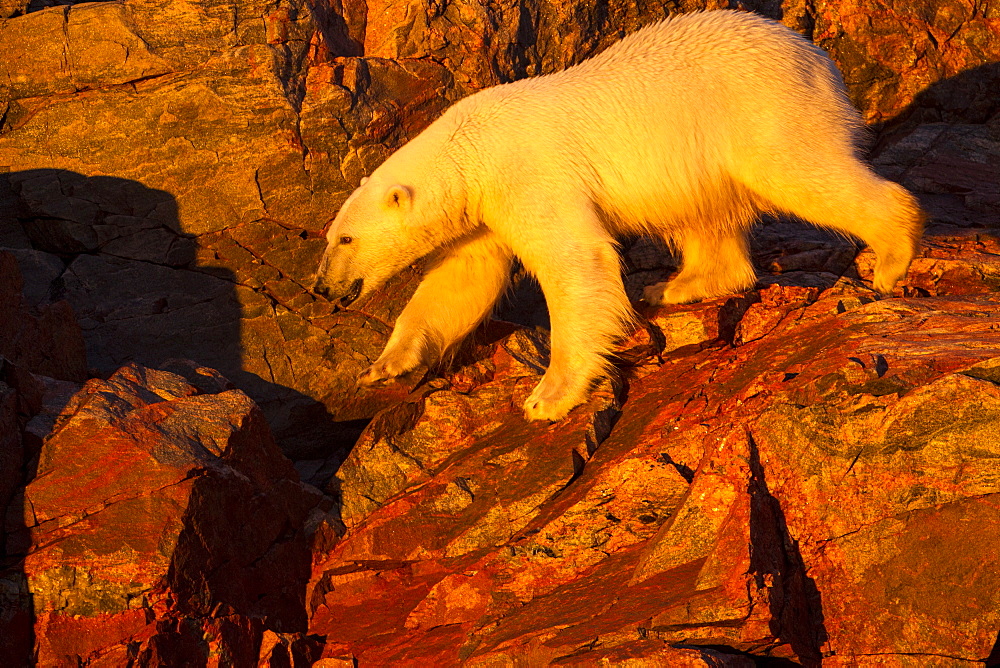 Polar Bear walking on cliffs, Hudson Bay Canada