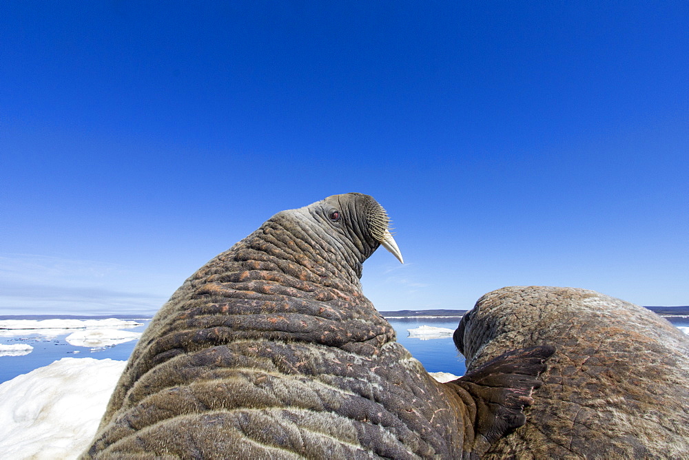 Walruses resting on iceberg, Hudson Bay Canada