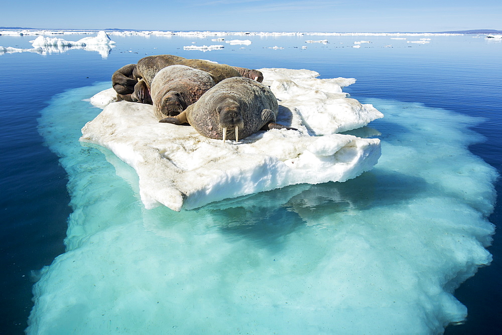 Walruses resting on iceberg, Hudson Bay Canada