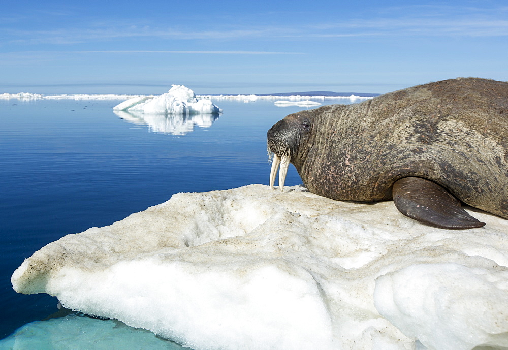 Walrus resting on iceberg, Hudson Bay Canada