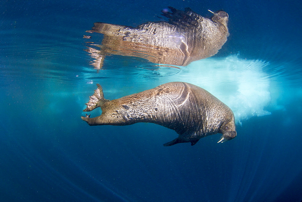 Walrus under water, Hudson Bay Canada