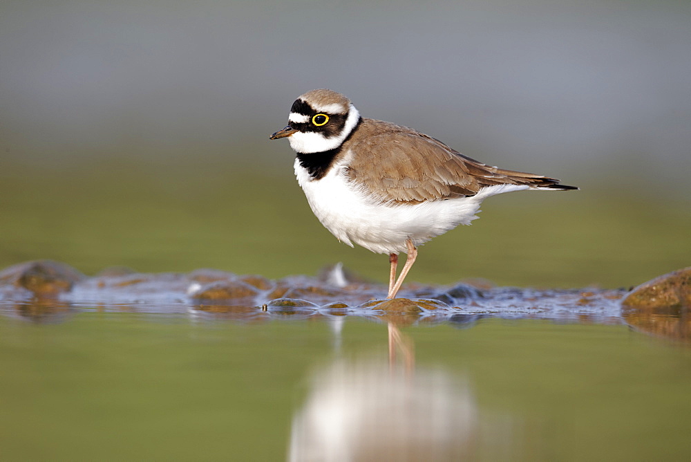 Little-ringed plover on bank- Midlands UK 