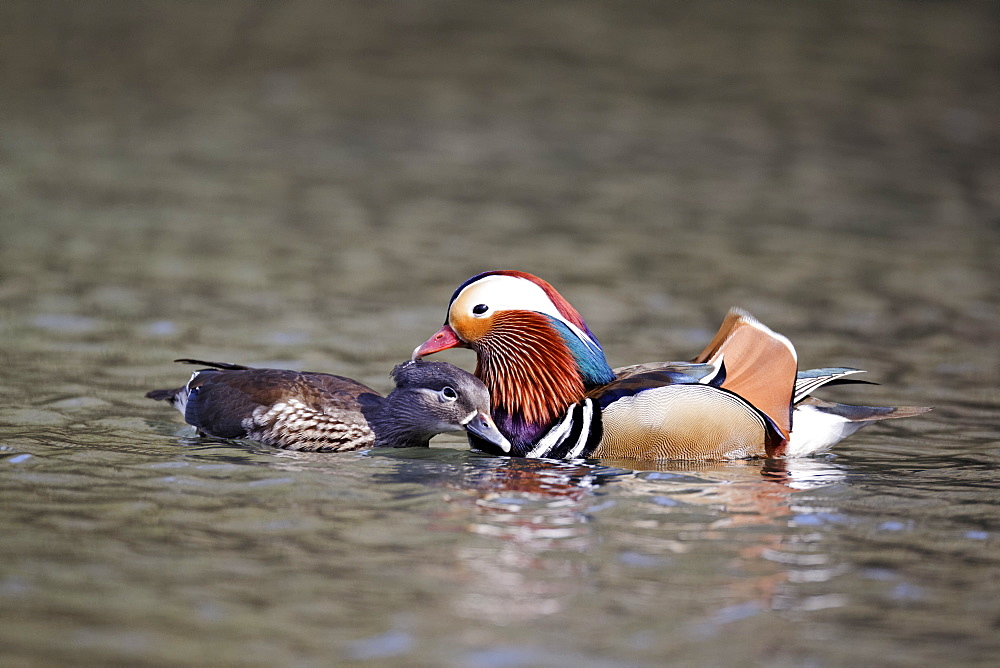 Pair of Mandarin Ducks on the water, Midlands UK