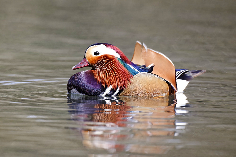 Mandarin Duck male on the water, Midlands UK