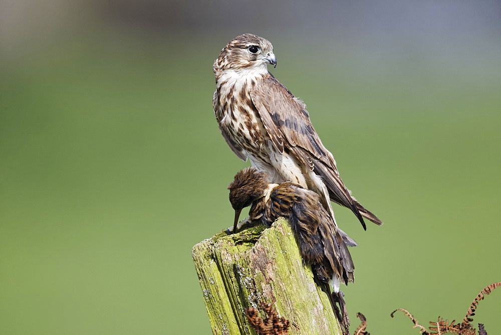 Merlin female with water rail on post, Britain UK