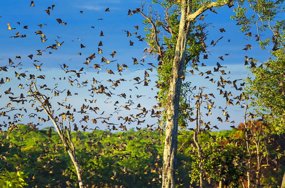 Straw-coloured fruit bat migration, Kasanka NP Zambia