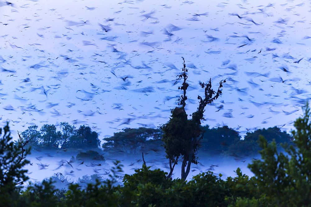 Straw-coloured fruit bat migration, Kasanka NP Zambia