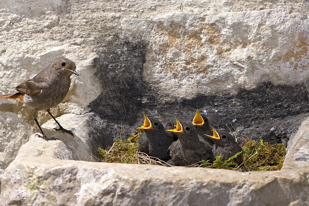 Black redstarts and chicks at nest, France