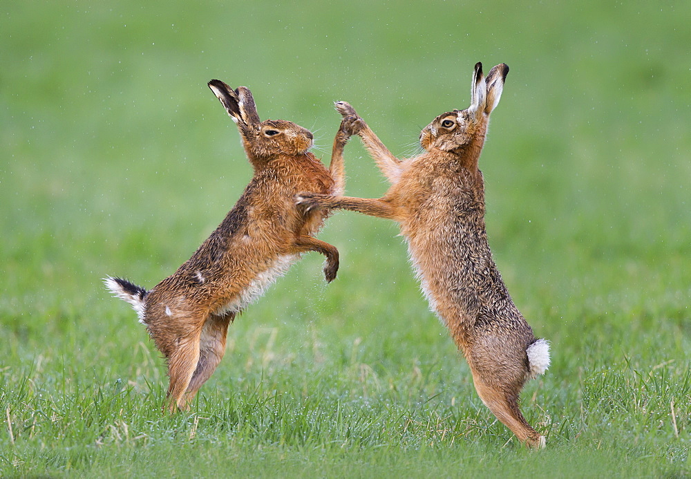 Brown Hares boxing at spring, GB