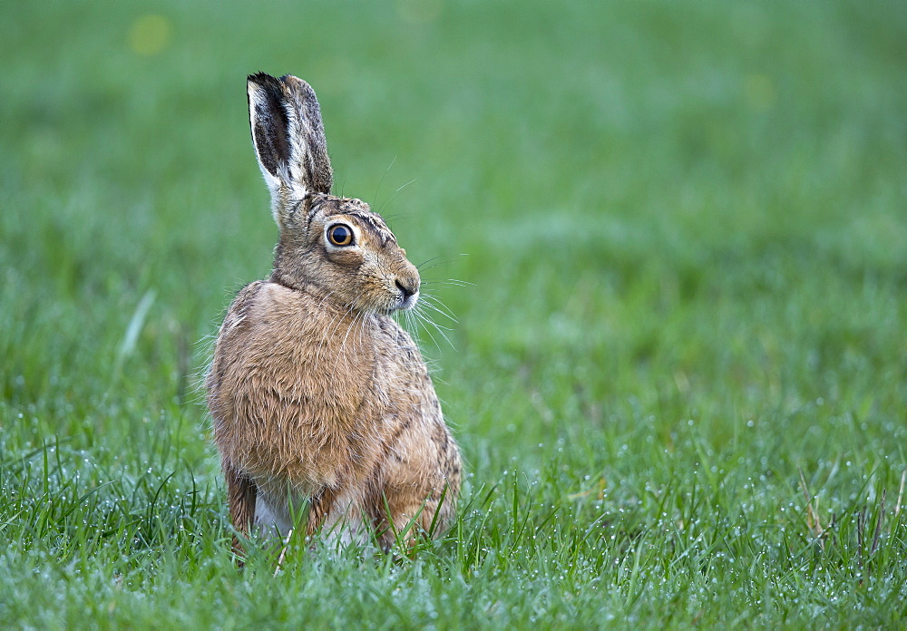 Brown Hare in a meadow at spring, GB