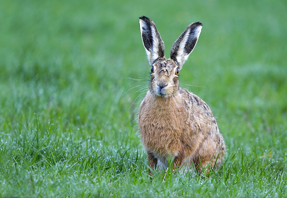 Brown Hare in a meadow at spring, GB