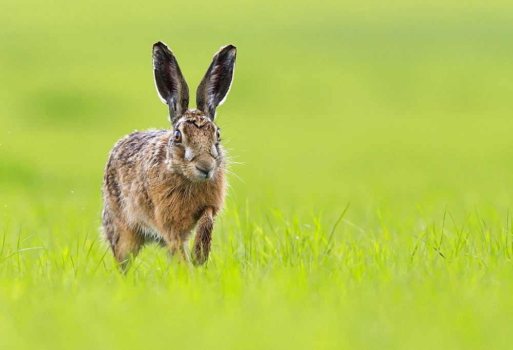 Brown Hare running in a meadow at spring, GB