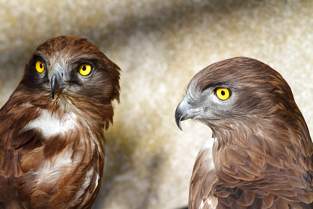 Short-toed Snake-eagle pair, France