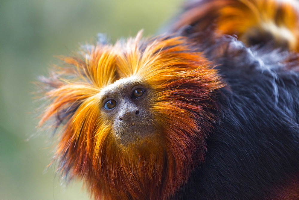 Portrait of Golden-headed lion tamarin