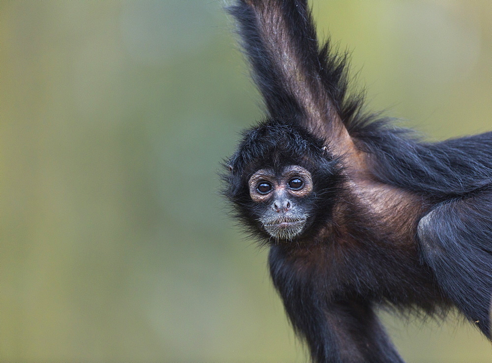 Portrait of Black-headed spider monkey hanging on a branch