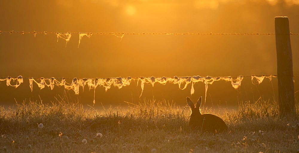 Brown Hare in a meadow at sunrise at spring, GB