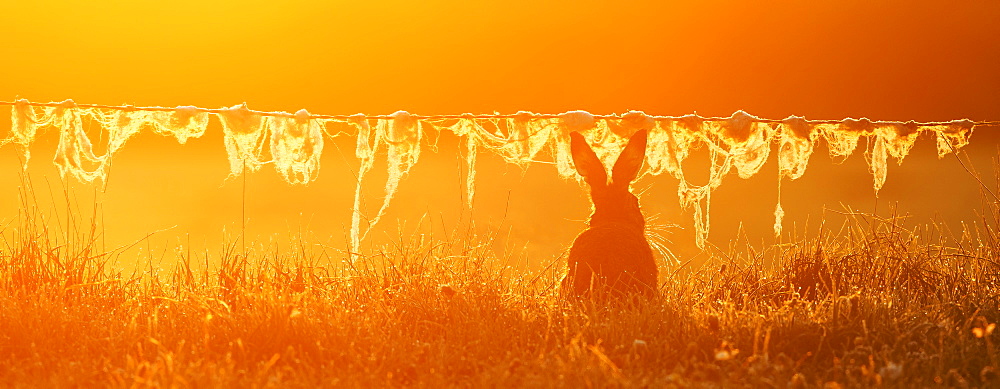 Brown Hare in a meadow at sunrise at spring, GB