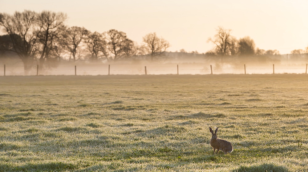 Brown Hare in a meadow at sunrise at spring, GB