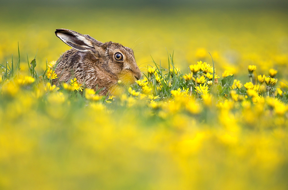 Brown Hare among dandelion flowers at spring, GB