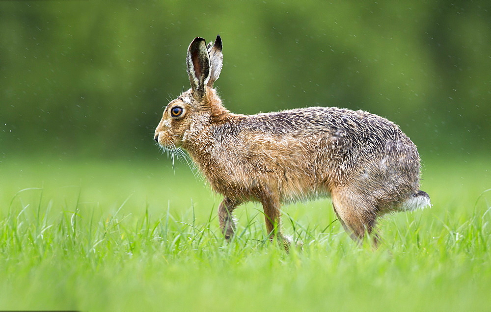 Brown Hare in a meadow in the rain at spring, GB