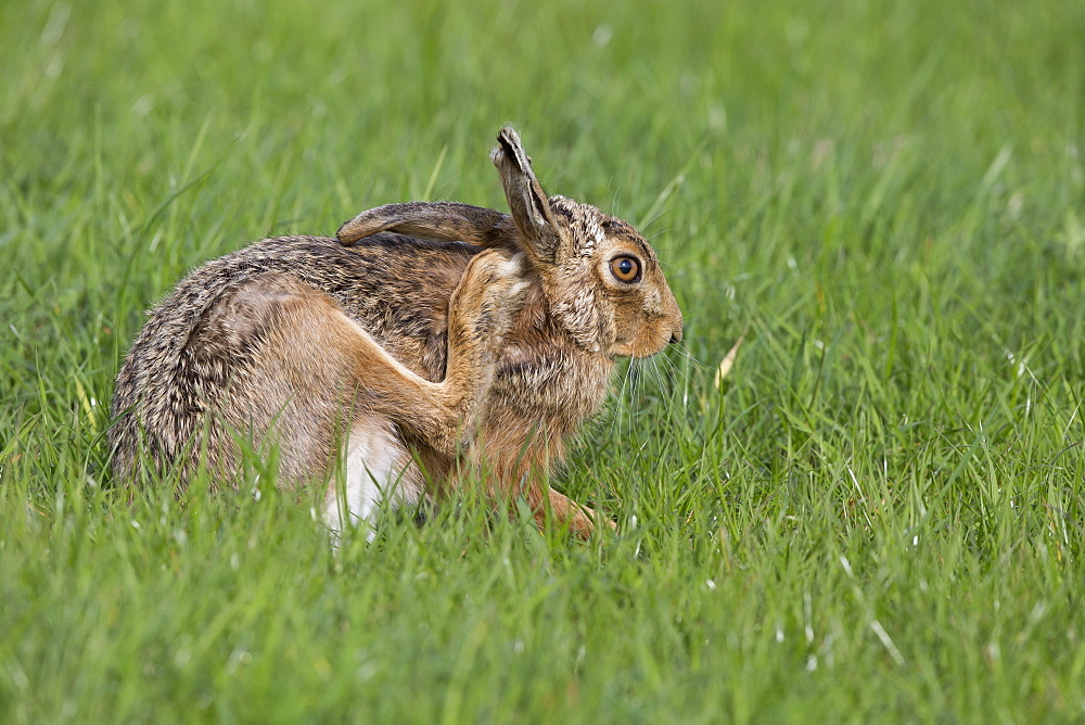 Brown Hare scratching itself in a meadow at spring, GB