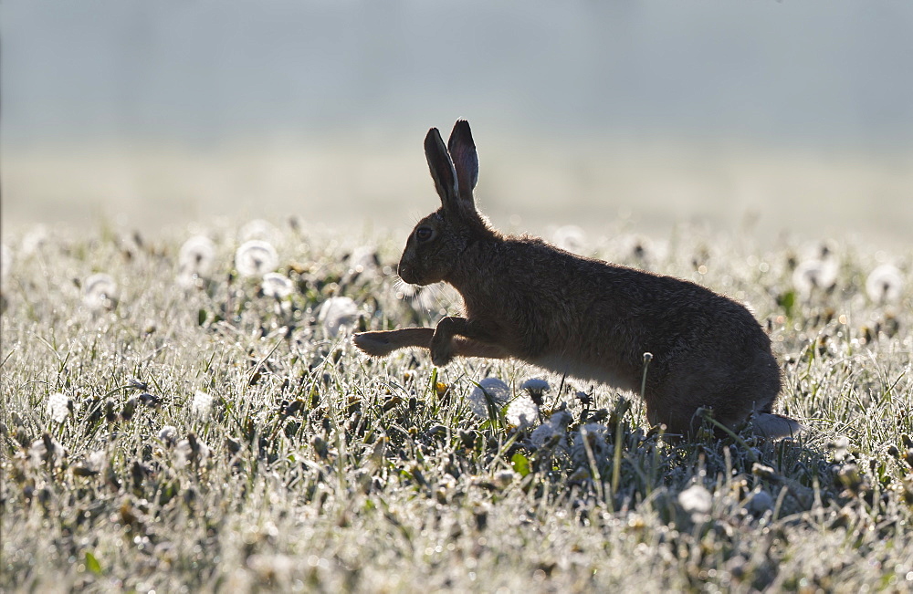 Brown Hare running in a meadow at spring, GB