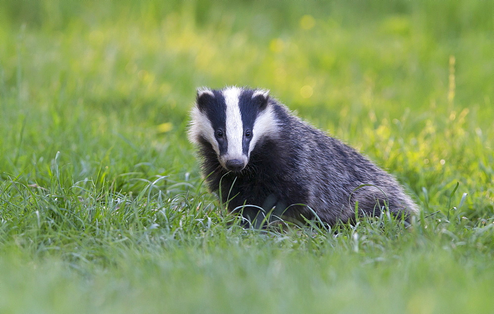 European Badger coming out of its set at spring, GB