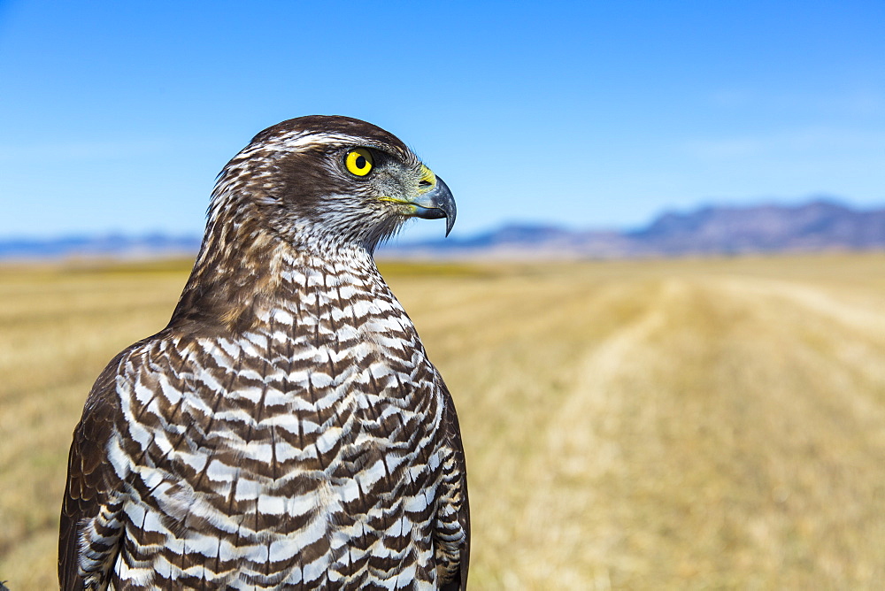 Portrait of Northern Goshawk, Burgos Spain