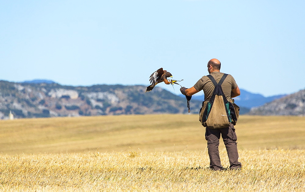 Falconer and raptor in flight, Burgos Spain 