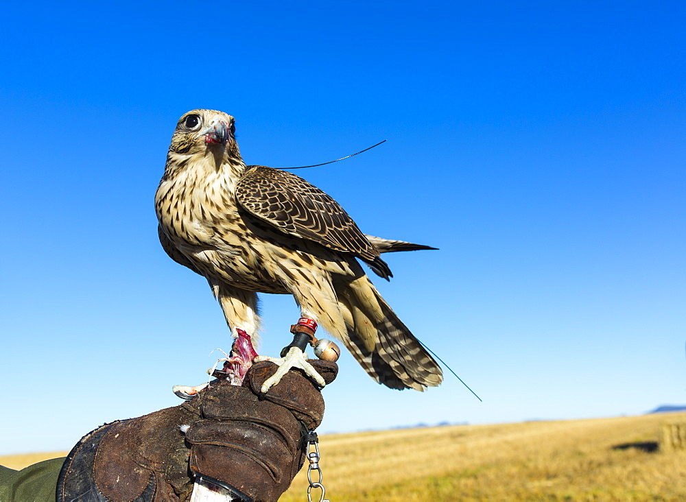 Rapace on glove Falconer, Burgos Spain