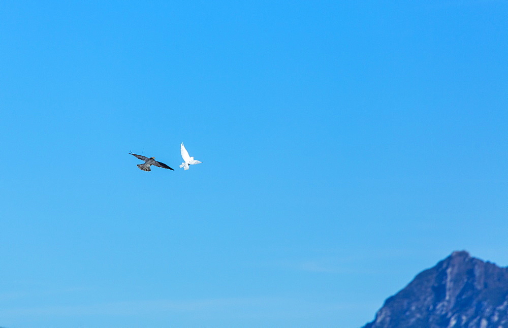 Raptors in flight, Burgos Spain