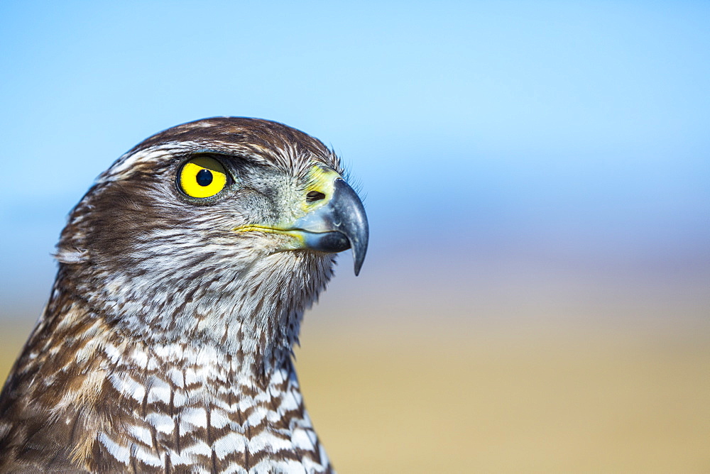 Portrait of Northern Goshawk, Burgos Spain 