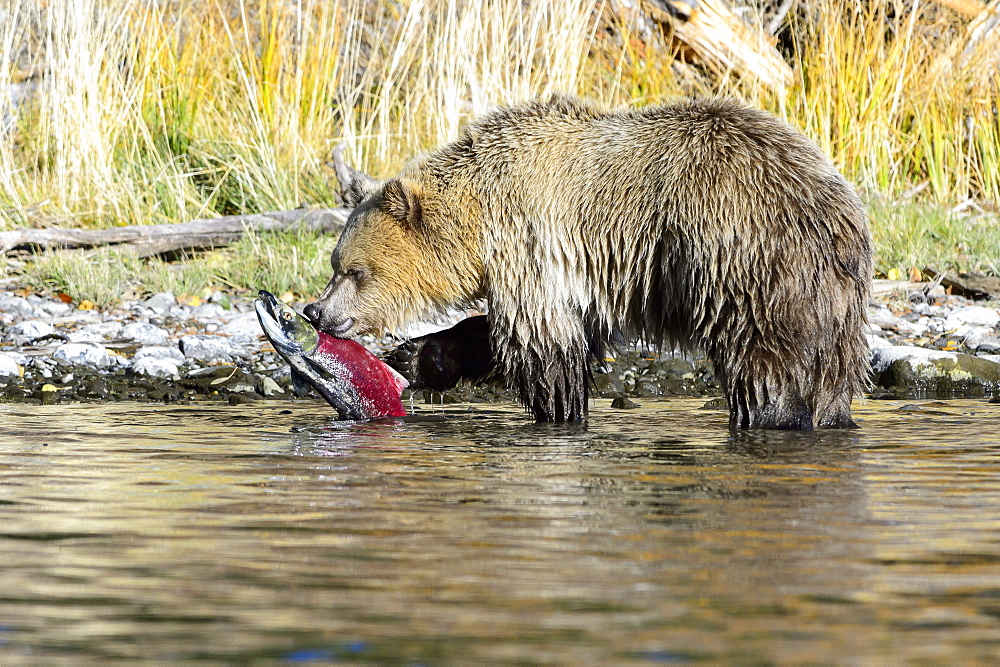 Grizzly capturing a salmon, Chilcotin Mountains Canada 