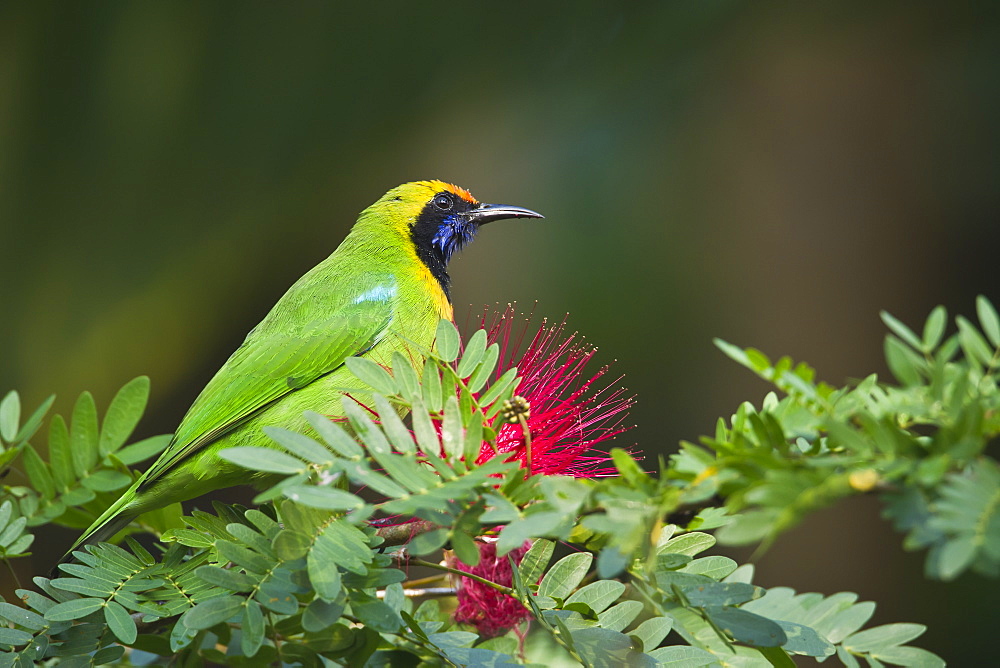 Golden-fronted leafbird on a branch, Royal Bardia NP Nepal