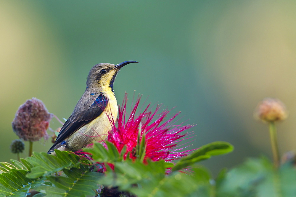 Purple sunbird on a branch, Royal Bardia NP Nepal