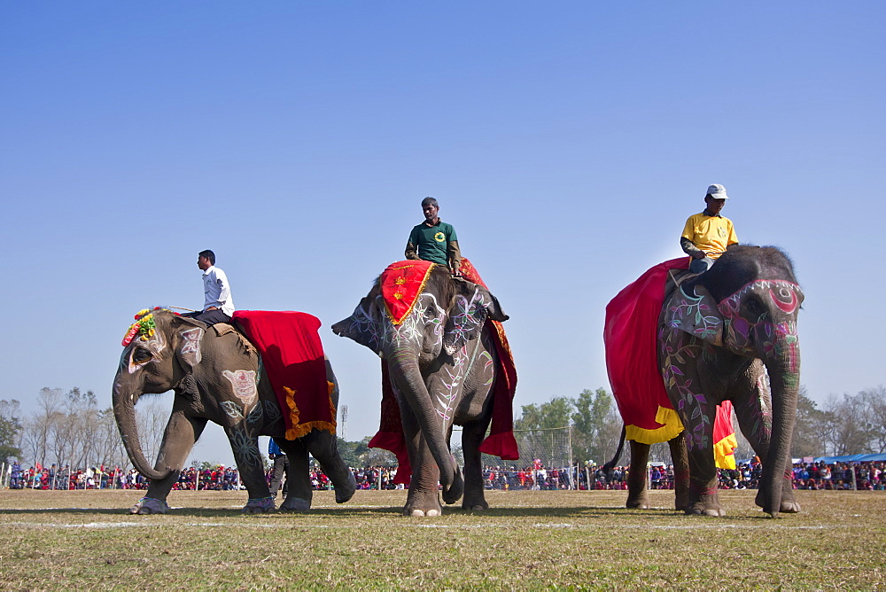 Elephants dressed, Elephant festival Chitwan Nepal