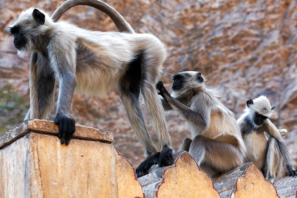 Hanuman Langurs grooming, Galta Temple Rajasthan India