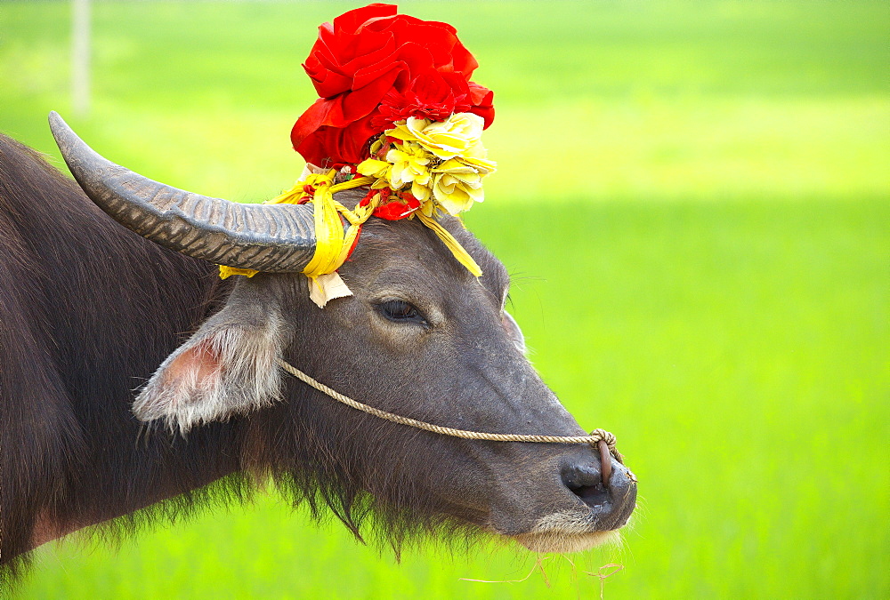 Domestic yak decorated, Region Ninh Binh Vietnam 