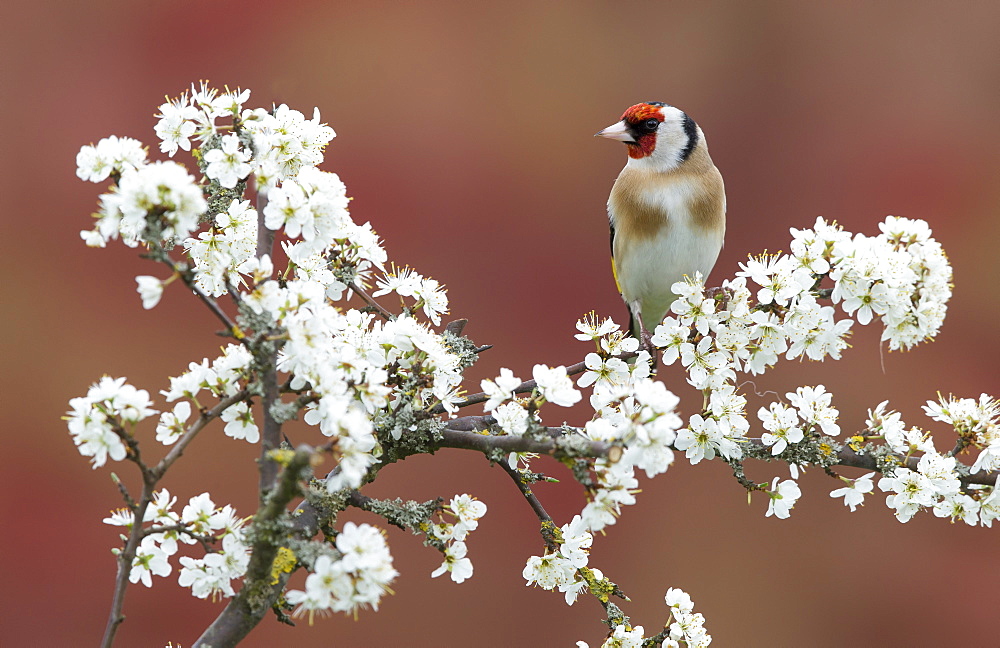 Goldfinch perched in a Blackthorn in spring, GB 