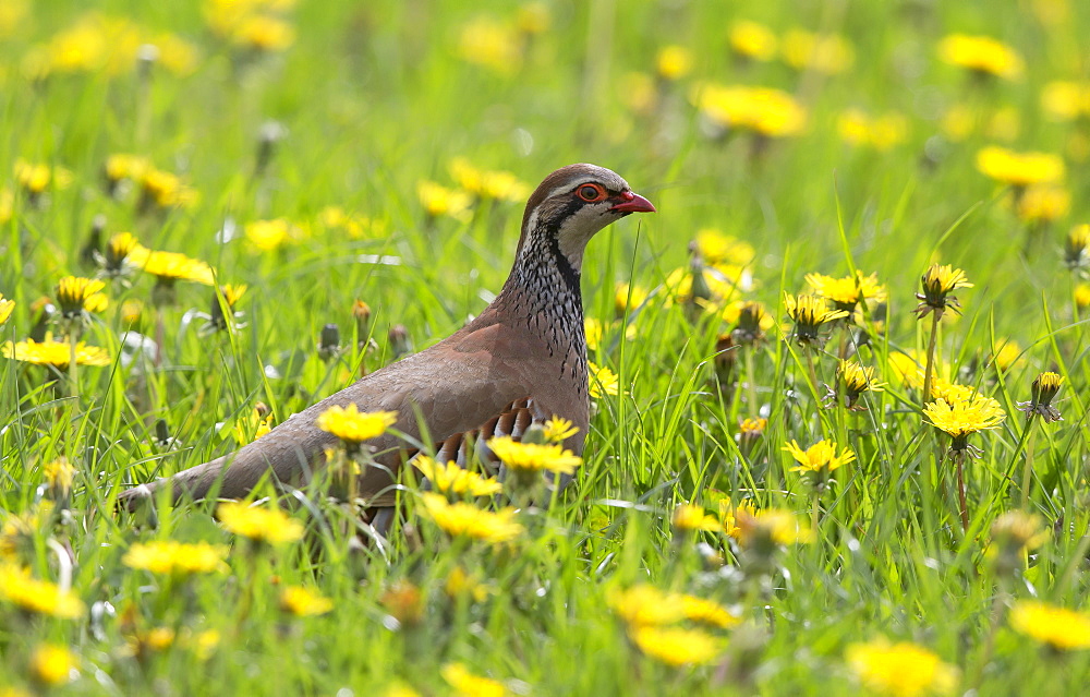 Red-legged Partridge in a blooming meadow in spring, GB 