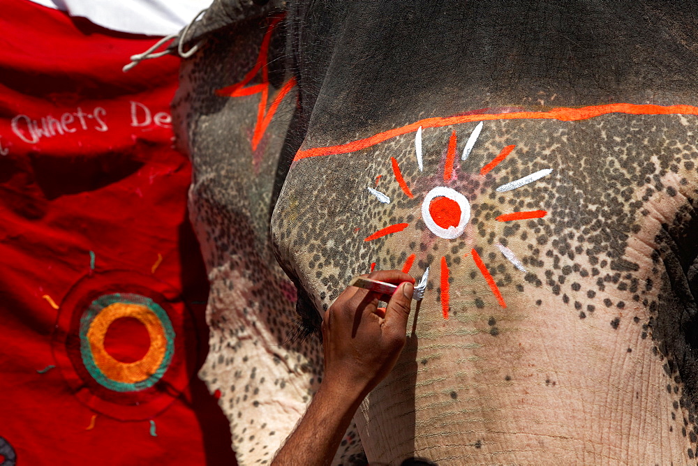 Asian Elephant painted for a ceremony, Rajasthan India