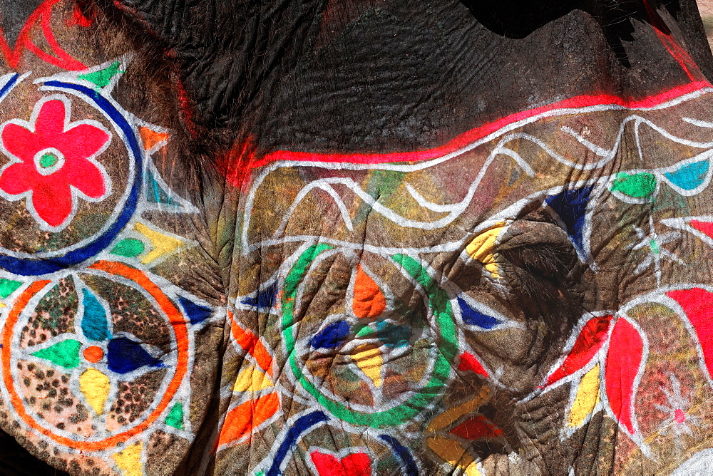 Asian Elephant painted for a ceremony, Rajasthan India