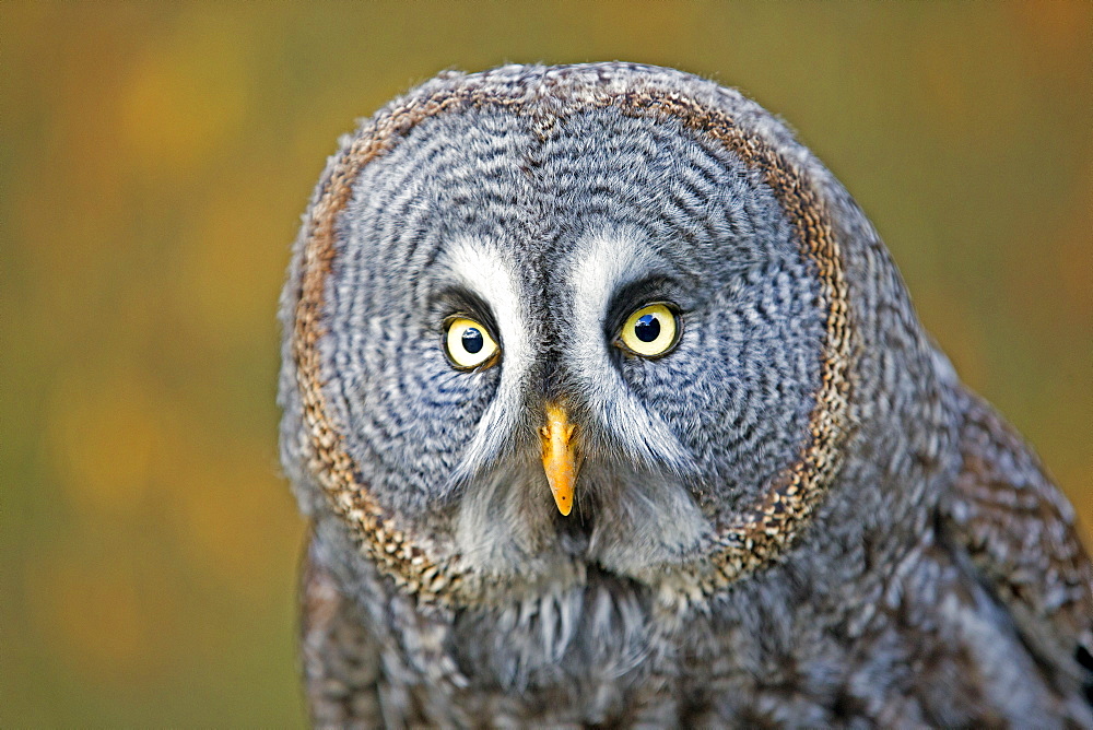 Portrait of Great Grey Owl, Sologne France