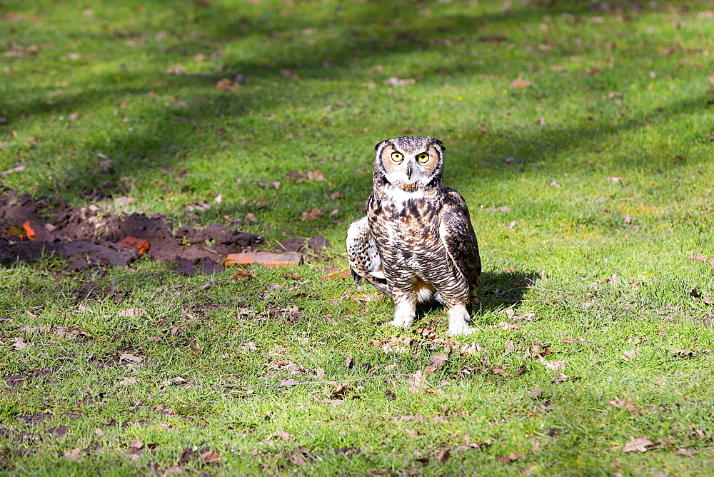 Great Horned Owl on ground, Sologne France 