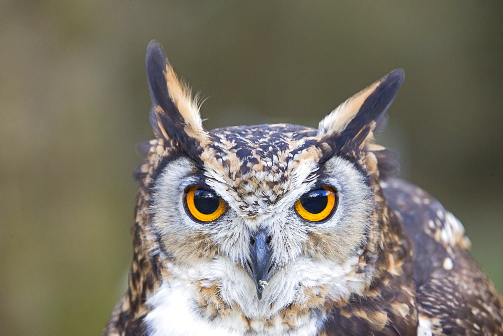 Portrait of  Cape Eagle-Owl , Sologne France 