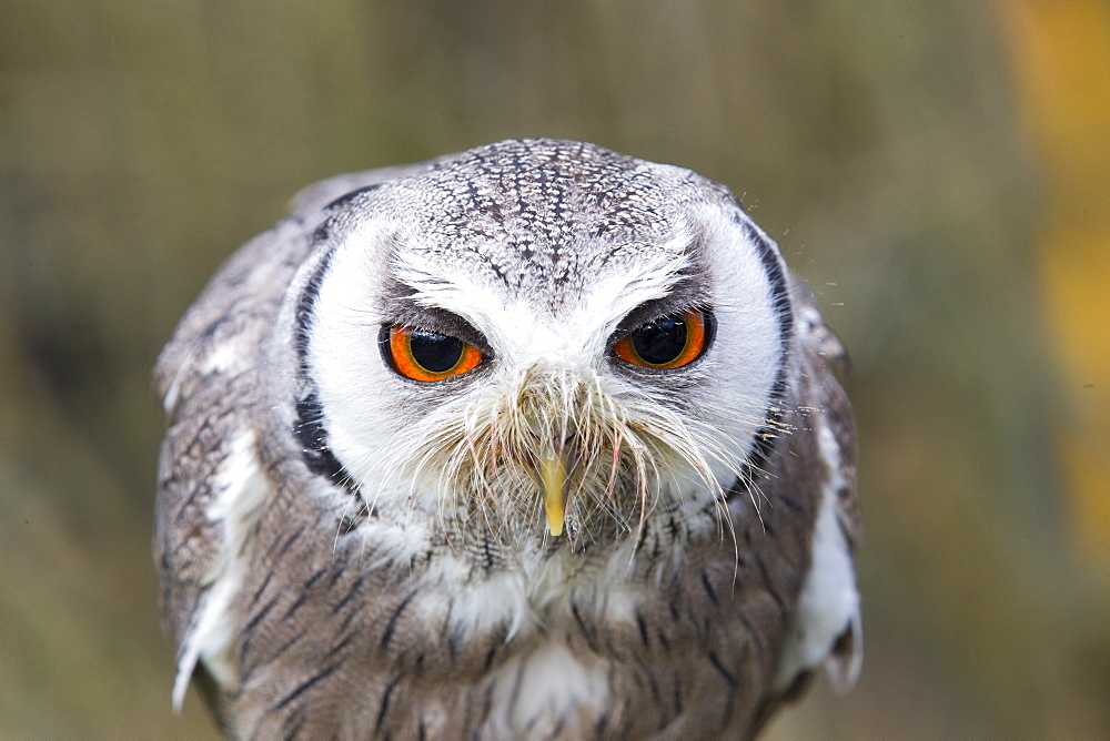 Portrait of  White-faced Scops Owl , Sologne France 