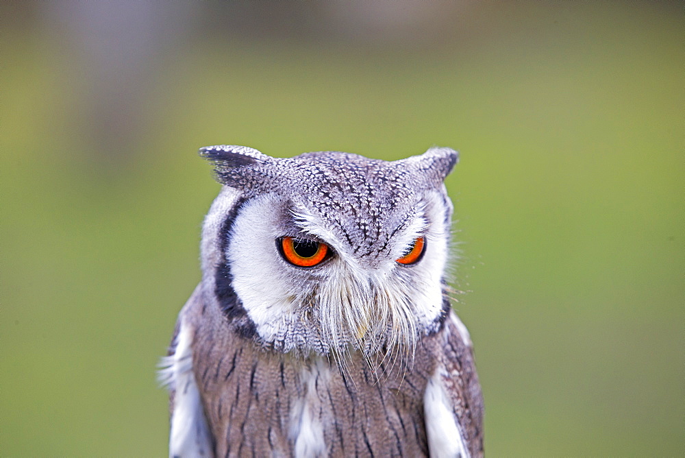 Portrait of  White-faced Scops Owl , Sologne France 