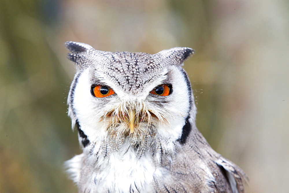 Portrait of  White-faced Scops Owl , Sologne France 